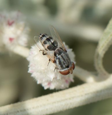 6. Miltogramma efflatouni (Rohdendorf, 1934)