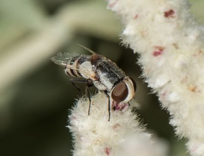 6. Miltogramma efflatouni (Rohdendorf, 1934)