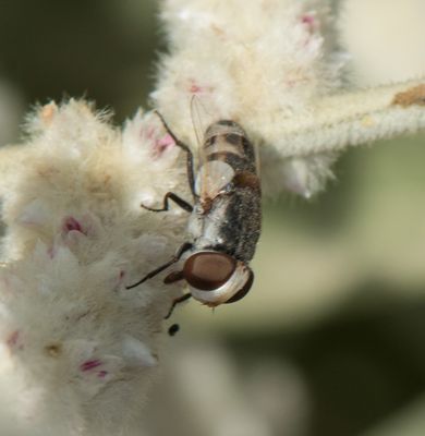 6. Miltogramma efflatouni (Rohdendorf, 1934)