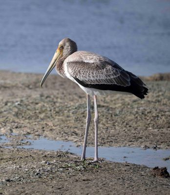 Yellow billed Stork - Mycteria ibis (Linnaeus, 1766)