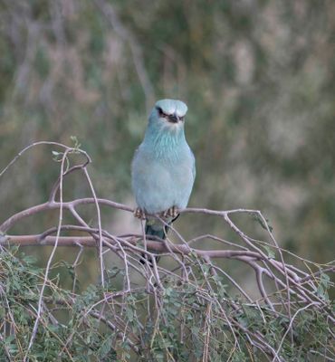Coraciidae (family): 2 species