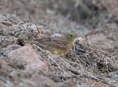1. Eastern Cinereous Bunting - Emberiza cineracea semenowi