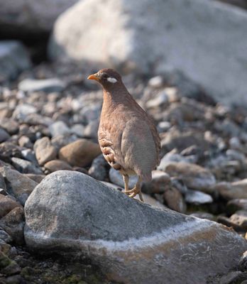 Phasianidae - pheasants, partridges etc. (family): 4 species