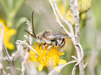 7. Tetralonia punjaubensis (Cameron, 1909)