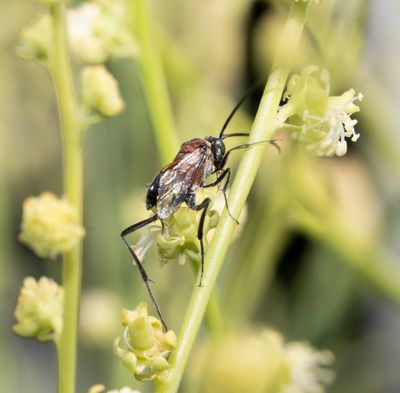 Evanidae (family): 1 species