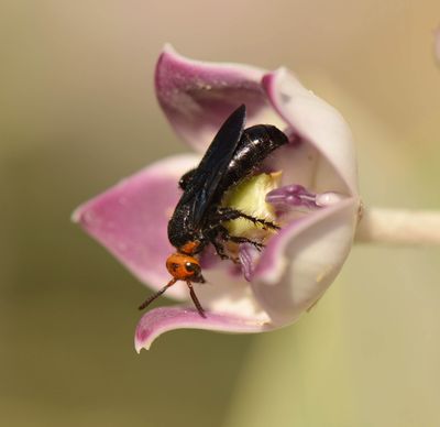 5. Scolia miniata (Saussure, 1859)
