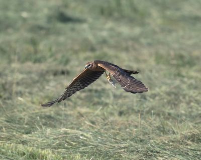 10. Montagu's Harrier - Circus pygargus (juvenile)