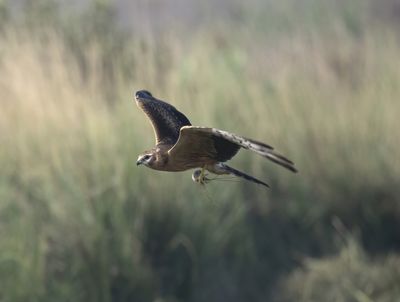10. Montagu's Harrier - Circus pygargus (juvenile)