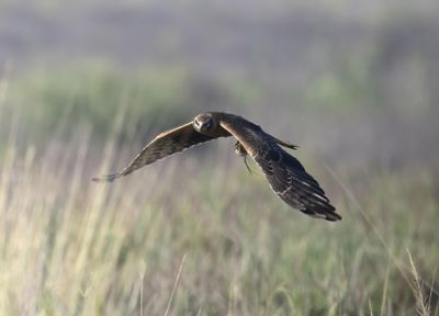 10. Montagu's Harrier - Circus pygargus (juvenile)