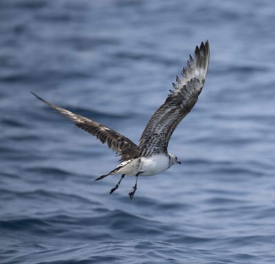 Stercorariidae - skuas (family): 3 species