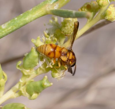 20. Euodynerus setosus rubicundus (Gusenleitner, 1994)