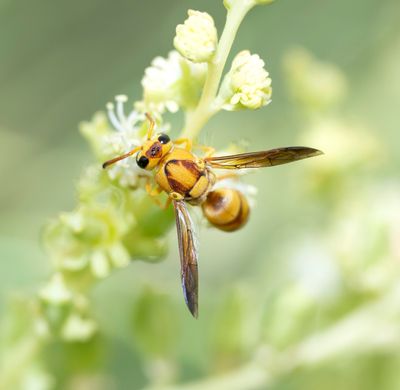 21. Euodynerus rufinus rufinus (Blüthgen, 1942)