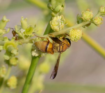 Vespidae (family): 27 species