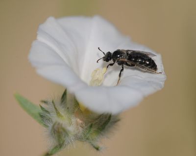 Halictidae - Sweat Bees (family): 9 species