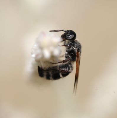 3. Micromeriella hyalina hyalina (Klug,1832)