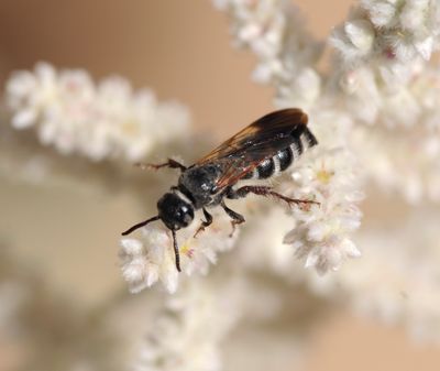 3. Micromeriella hyalina hyalina (Klug,1832)