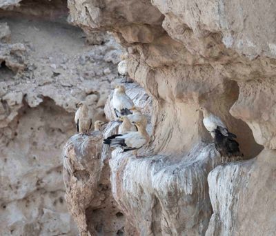 5. Egyptian Vulture - Neophron percnopterus 