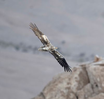 5. Egyptian Vulture - Neophron percnopterus