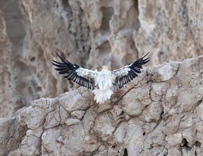 Accipitridae - eagles, vultures, buzzards, harriers etc.(family): 21 species