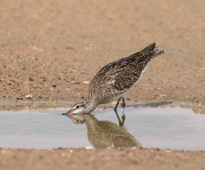 Scolopacidae - sandpipers, snipes (family): 31 species