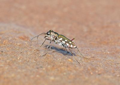 1. Cicindela (Calomera) aulica aulica (Dejean, 1831)