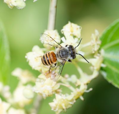 Megachilidae - Leafcutter Bees (family): 7 species