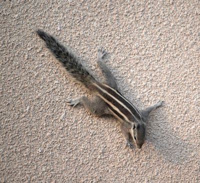 Muridae (family): 3 species