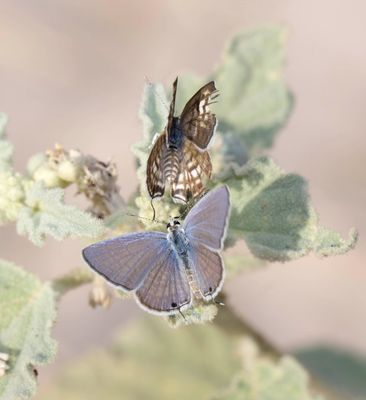 Lycaenidae (family of butterflies): 13 species