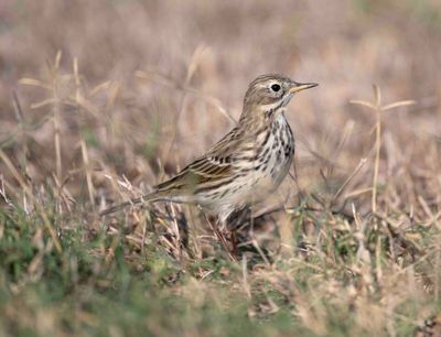 Motacillidae - pipits, wagtails (family): 17 species