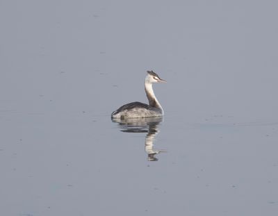 Podicipedidae (family): 3 species