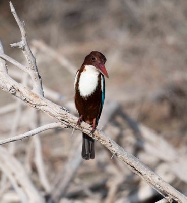 Alcedinidae - kingfishers (family): 4 species