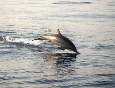 3. Spinner Dolphin - Stenella longirostris
