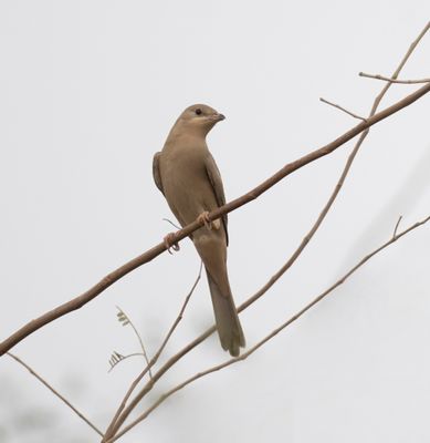 1. Hypocolius - Hypocolius ampelinus