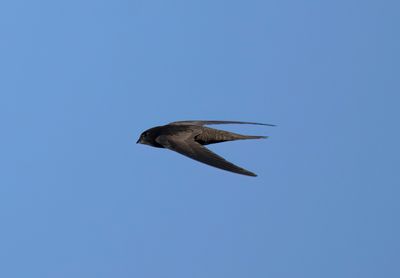 2. Common Swift - Apus apus pekinensis