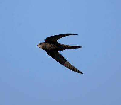 2. Common Swift - Apus apus pekinensis