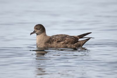 2. Sooty Shearwater - Puffinus griseus