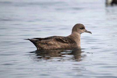 2. Sooty Shearwater - Puffinus griseus