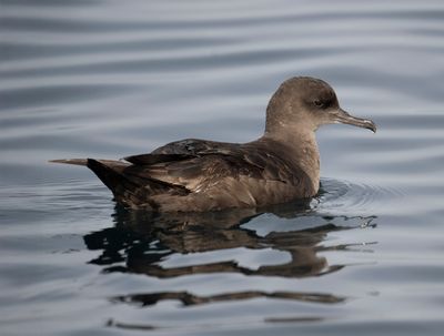 2. Sooty Shearwater - Puffinus griseus