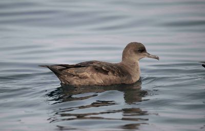 2. Sooty Shearwater - Puffinus griseus