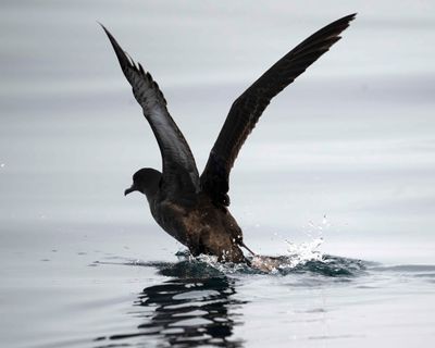 2. Sooty Shearwater - Puffinus griseus