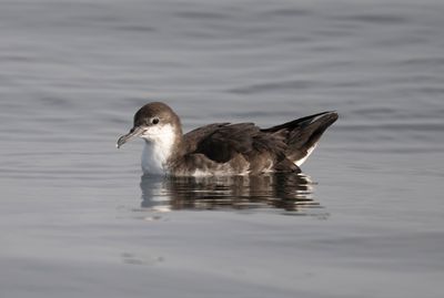 1. Persian Shearwater - Puffinus persicus