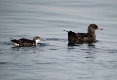 2. Sooty Shearwater - Puffinus griseus