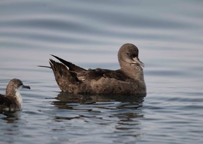 2. Sooty Shearwater - Puffinus griseus