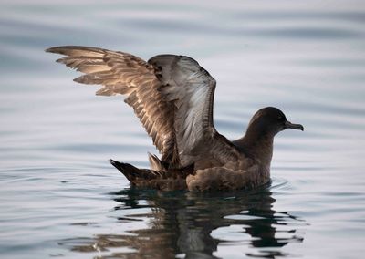 2. Sooty Shearwater - Puffinus griseus