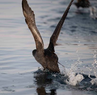 7. Short-tailed Shearwater Ardenna tenuirostris