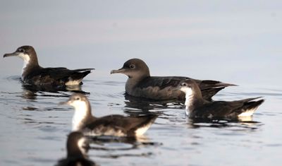 Procellariidae (family): 7 species