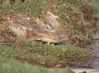 Emberizidae - buntings, new world sparrows etc (family): 8 species