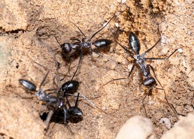 3. Cataglyphis nigra (Andre, 1881)