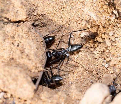 Formicidae - Ants (family): 14 species