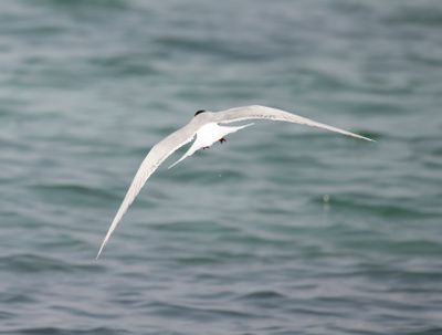 Laridae - gulls, terns and skimmers (family): 28 species